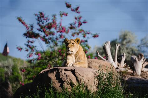 Slc zoo - Zoo Volunteers are dedicated to furthering the mission of Utah’s Hogle Zoo of Creating Champions for Wildlife. Volunteers assist keepers in providing the highest level of animal welfare and support zoo programs that inspire …